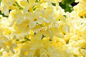 Сирень Монро (Monroe)