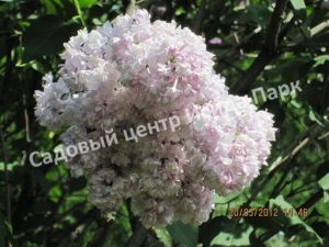 Сирень Монтень (Montaigne)