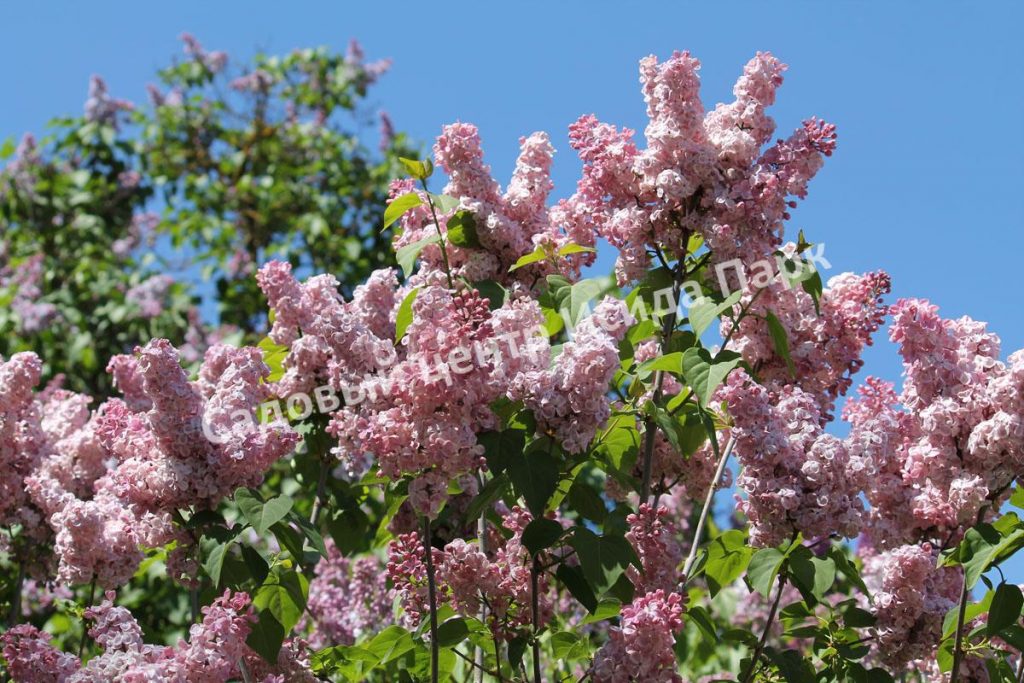 Сирень Мулатка (Mulatka)
