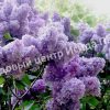 Сирень Надежда (Nadezhda) 3