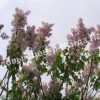 Сирень Невеста (Nevesta) 1