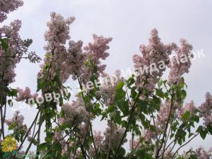 Сирень Невеста (Nevesta)