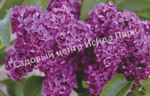 Сирень Николай Михайлов (Nikolai Mikhailov)