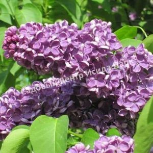 Сирень Аметист (Lilac Amethyst)