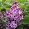 Сирень Аметист (Lilac Amethyst) 3