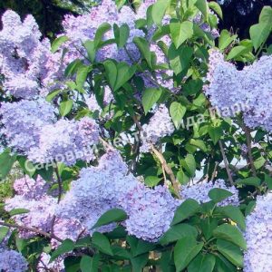 Сирень обыкновенная голубая (Golubaya S. vulgaris)