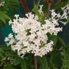 Сирень перистолистная (Syringa pinnatifolia) 1