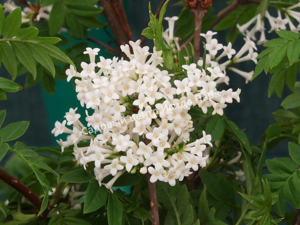 Сирень перистолистная (Syringa pinnatifolia)