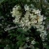 Сирень перистолистная (Syringa pinnatifolia) 7