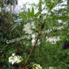 Сирень перистолистная (Syringa pinnatifolia) 8