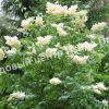 Сирень перистолистная (Syringa pinnatifolia) 2