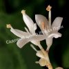 Сирень перистолистная (Syringa pinnatifolia) 3