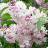 Сирень Роз де Москоу (Rose de Moscow) 2
