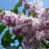 Сирень Роза Москвы (Syringa vulgaris Rose de Moscou) 9