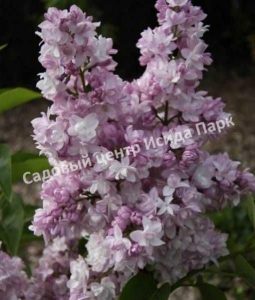 Сирень Роза Москвы (Syringa vulgaris Rose de Moscou)