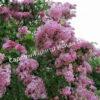 Сирень Роза Москвы (Syringa vulgaris Rose de Moscou) 10