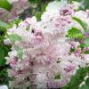 Сирень Роза Москвы (Syringa vulgaris Rose de Moscou) 11
