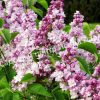 Сирень Роза Москвы (Syringa vulgaris Rose de Moscou) 2