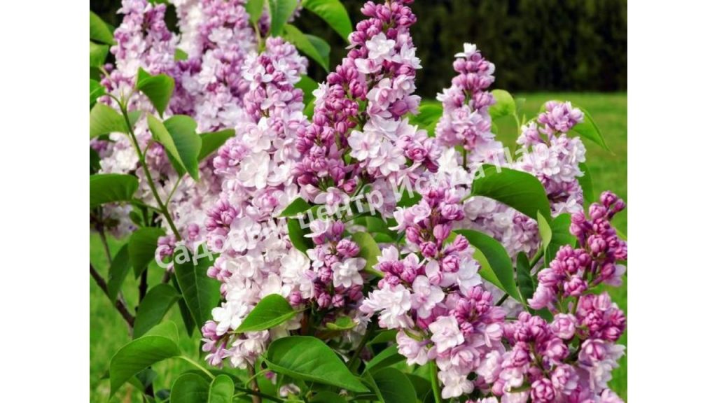Сирень Роза Москвы (Syringa vulgaris Rose de Moscou)