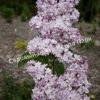 Сирень Роза Москвы (Syringa vulgaris Rose de Moscou) 3