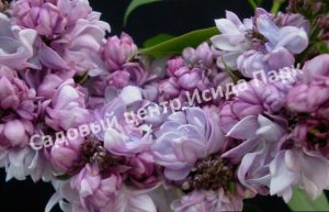 Сирень Русская песня (Russkaya pesnya)