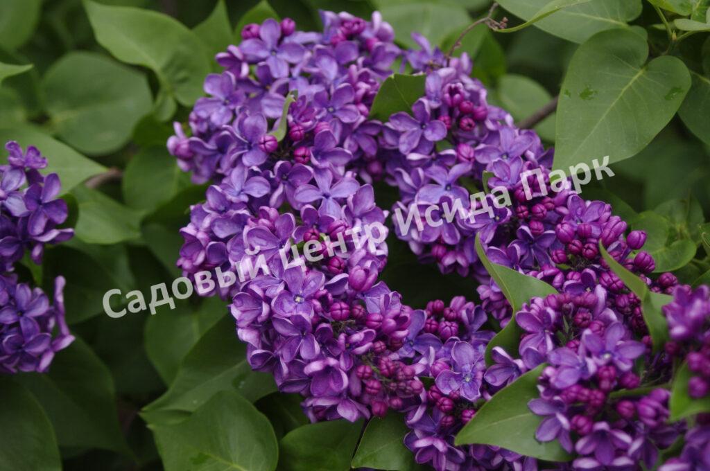 Сирень Сенсация, Сенсейшен (Sensation)