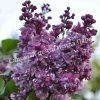 Сирень Утро России (Utro Rossii) 1