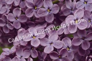 Сирень Вечерняя Москва (Vechernyaya Moskva)