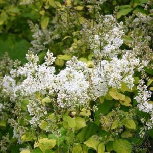 Сирень волосистая Ауреа (villosa Aurea)