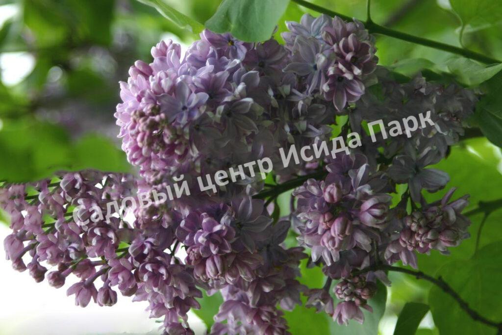 Сирень Жорж Клод (Georges Claude)