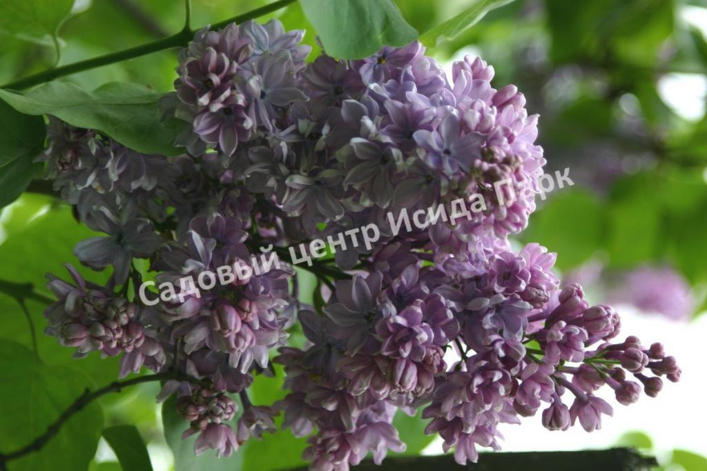 Сирень Жорж Клод (Georges Claude)