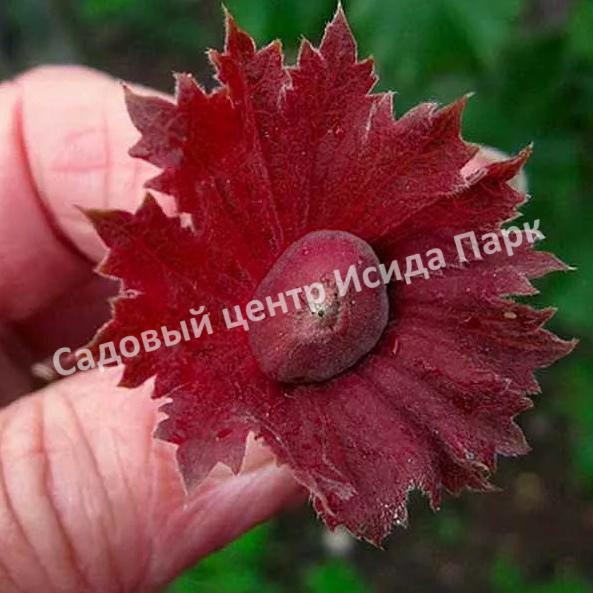 Фундук Лещина обыкновенная Сирена (Syrena) Фундук Лещина обыкновенная Сирена (Syrena)