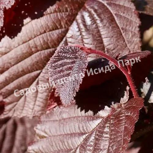 Фундук Лещина обыкновенная Сирена (Syrena) Фундук Лещина обыкновенная Сирена (Syrena)