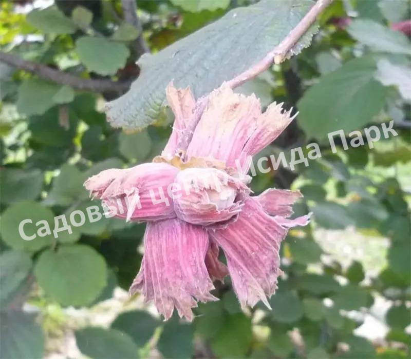 Фундук Лещина обыкновенная Сирена (Syrena) Фундук Лещина обыкновенная Сирена (Syrena)