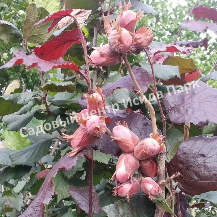 Фундук Лещина обыкновенная Сирена (Syrena) Фундук Лещина обыкновенная Сирена (Syrena)