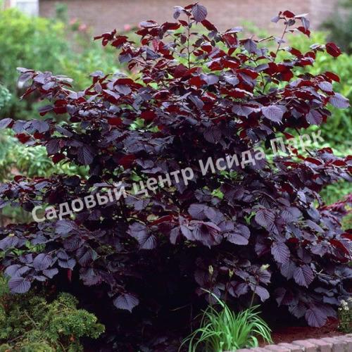 Фундук Лещина обыкновенная Сирена (Syrena) Фундук Лещина обыкновенная Сирена (Syrena)