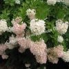 Скумпия метельчатая Грандифлора 4