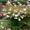 Скумпия метельчатая Грандифлора 3