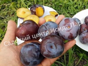 Слива Блю Кармен