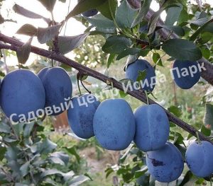 Слива Чачакская Лепотика