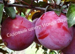 Слива Голливуд