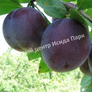 Слива Кабардинская ранняя