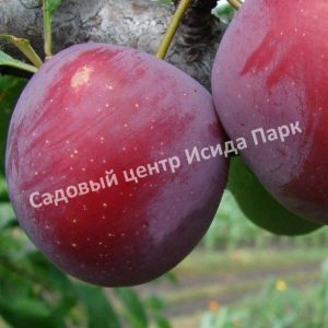 Слива Линкольн