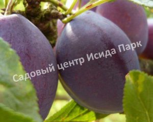 Слива Любимица султана