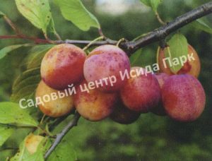 Слива Память Тимирязева