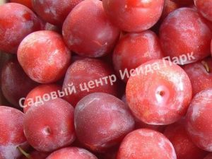 Слива Старкинг Делишес