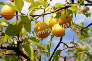 Слива Уссурийская