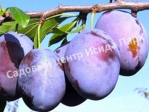 Слива Волошка