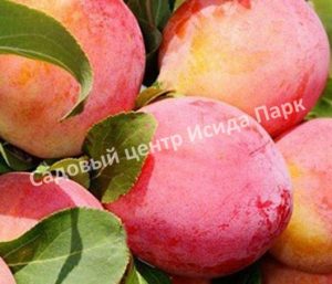 Слива Юбилеум