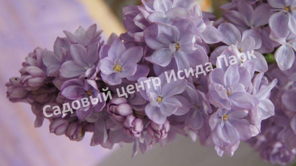 Сирень Вечерняя Москва (Vechernyaya Moskva)